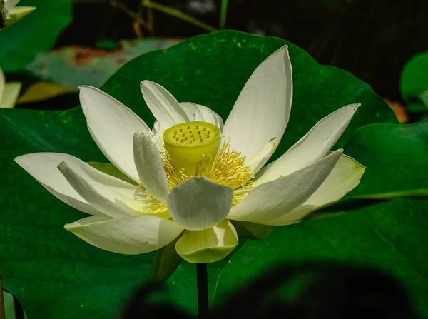 Flor de lótus florescendo na lagoa — Fotografia de Stock