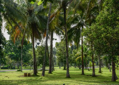Java Adası, Endonezya tropik saç ekimi 