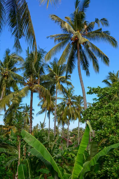 Kokosové palmy na ostrově Lombok, Indonésie — Stock fotografie