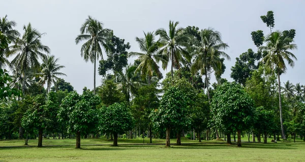 Tropikalne plantacji na wyspie Java, Indonezja — Zdjęcie stockowe