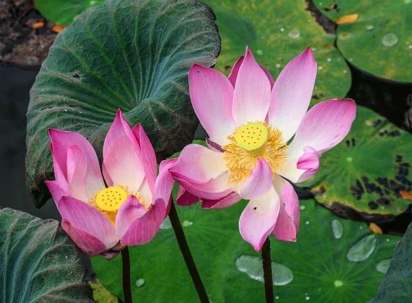 Lotus flowers blooming on the pond — Stock Photo, Image