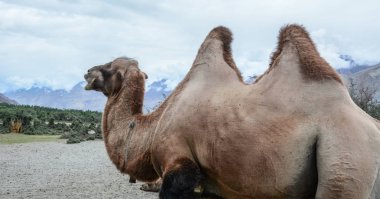 Deve safari Nubra Vadisi Ladakh, Hindistan
