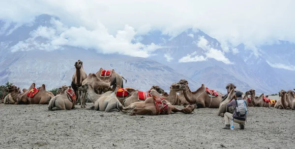 印度拉达克努布拉谷的骆驼狩猎之旅 — 图库照片