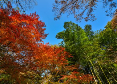 Sonbahar Bahçe: Tokyo, Japan 