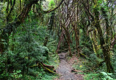 Yeşil Yaz ormanda yürüyüş iz 