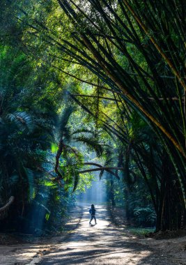 Botanik Bahçesi Pyin Oo Okan, Myanmar 