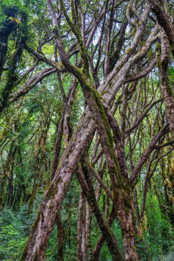 Yeşil Yaz ormanda yürüyüş iz 