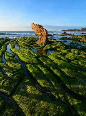 Denizin ortasında bir kayanın üzerinde yeşil algler