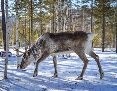 Kış orman, vahşi Ren geyiği