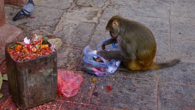 Maymun Budist tapınağı'nda 