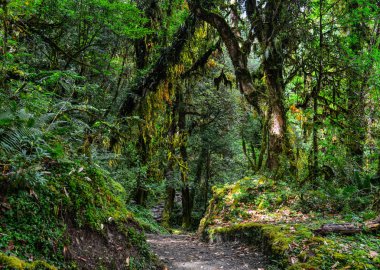 Yeşil Yaz ormanda yürüyüş iz 