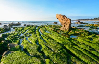 Denizin ortasında bir kayanın üzerinde yeşil algler