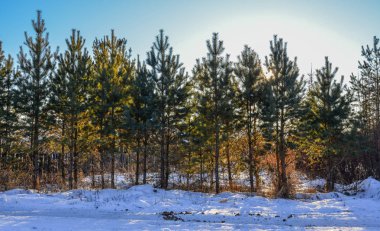 Kışın çam ağacı ormanı 