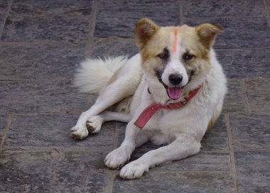 Bir köpek kırsal yolda 