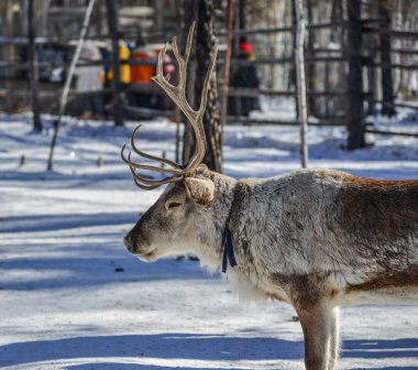 Kış orman, vahşi Ren geyiği