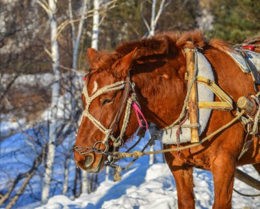 Kar yolda çalışan at arabası