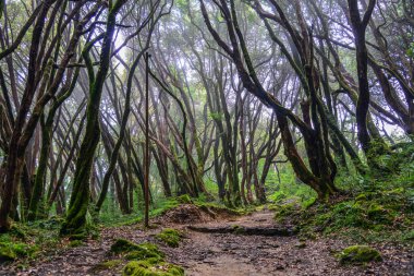 Yeşil Yaz ormanda yürüyüş iz 