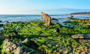 Denizin ortasında bir kayanın üzerinde yeşil algler