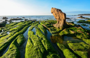 Denizin ortasında bir kayanın üzerinde yeşil algler