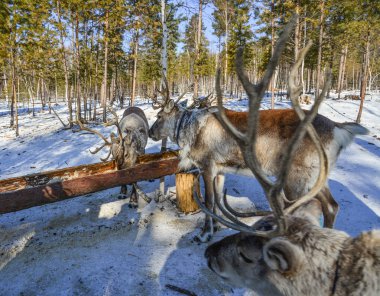 Kış orman, vahşi Ren geyiği