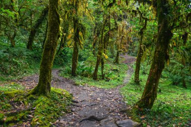 Yeşil Yaz ormanda yürüyüş iz 