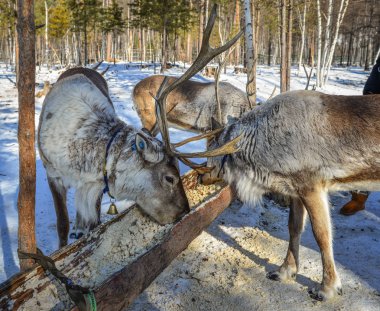 Kış orman, vahşi Ren geyiği