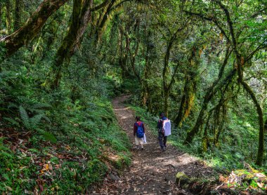 Bir ormanda yürüyüş insanlar