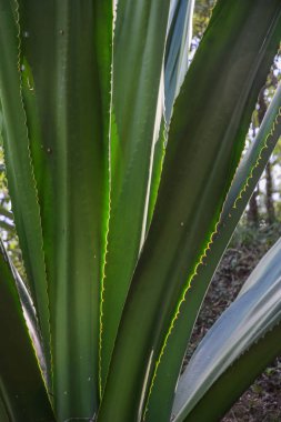 Güneş ışığı altında yeşil yaprakları 