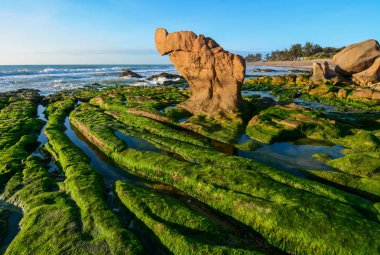 Denizin ortasında bir kayanın üzerinde yeşil algler
