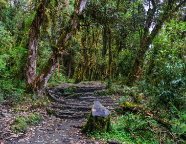 Yeşil Yaz ormanda yürüyüş iz 