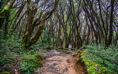 Yeşil Yaz ormanda yürüyüş iz 