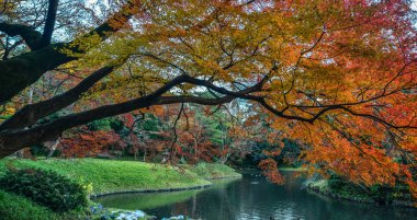 Sonbahar Bahçe: Tokyo, Japan 