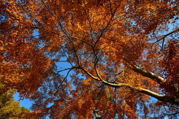 Jardín de otoño en Tokio, Japón — Foto de Stock