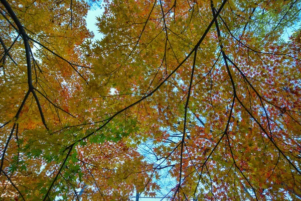 Herbstgarten in tokyo, japan — Stockfoto