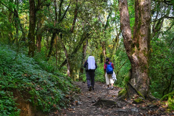 People trekking in a forest