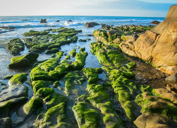 Algas verdes sobre una roca en medio del mar — Foto de Stock
