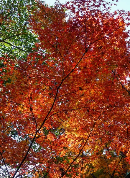 Podzimní zahrada v Tokiu, Japonsko — Stock fotografie