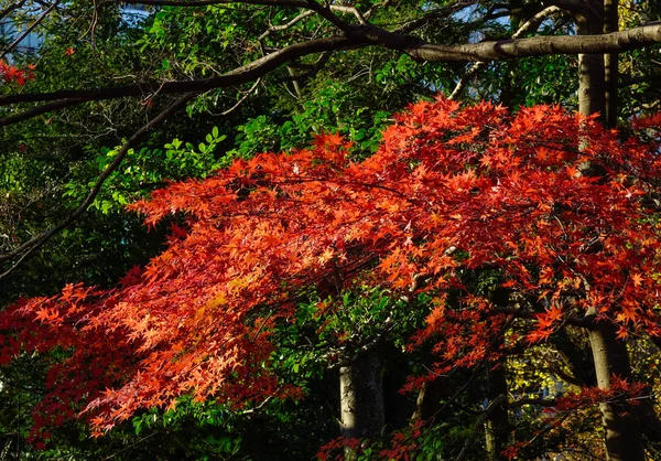 Jardín de otoño en Tokio, Japón — Foto de Stock