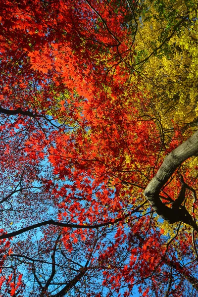 Jardim de outono em Tóquio, Japão — Fotografia de Stock