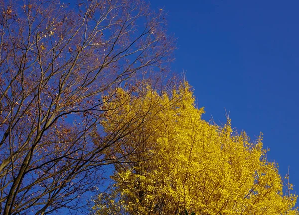 Jardín de otoño en Tokio, Japón —  Fotos de Stock