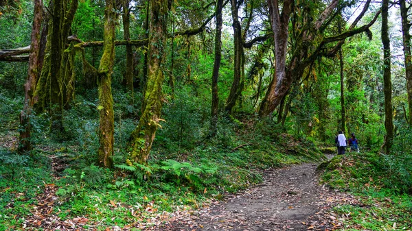 Mensen wandelen in een bos — Stockfoto