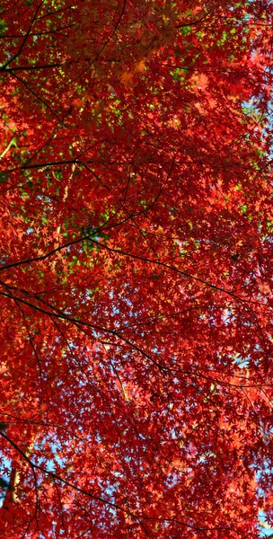 Jardín de otoño en Tokio, Japón —  Fotos de Stock
