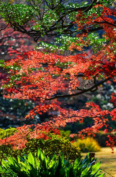 Giardino d'autunno a Tokyo, Giappone — Foto Stock