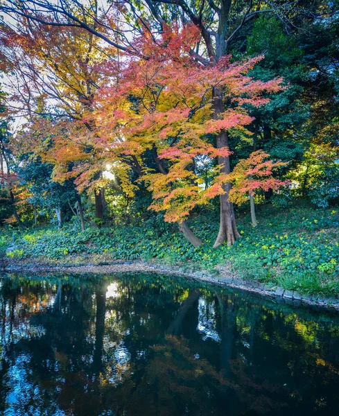 도쿄, 일본에서가 정원 — 스톡 사진