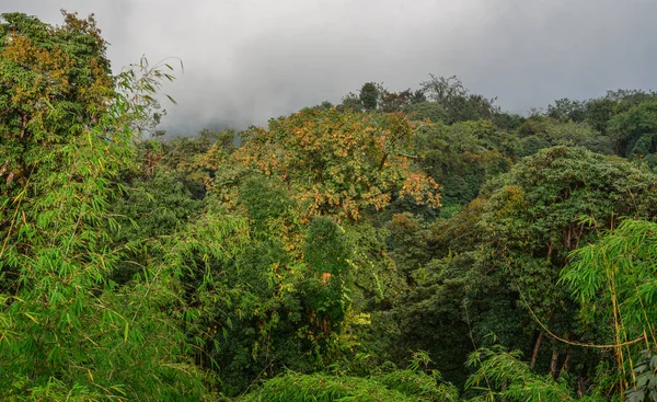 Bosque en la montaña del macizo de Annapurna —  Fotos de Stock
