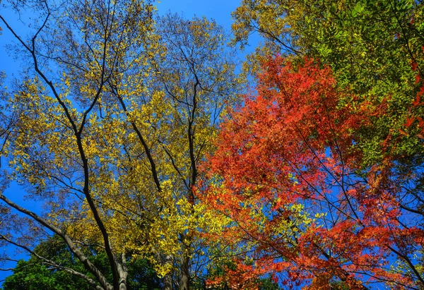 Herbstgarten in tokyo, japan — Stockfoto