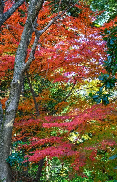 Sonbahar Bahçe: Tokyo, Japan — Stok fotoğraf