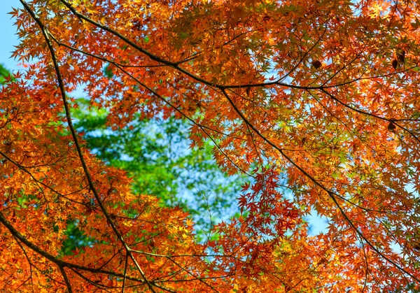 Herbstgarten in tokyo, japan — Stockfoto