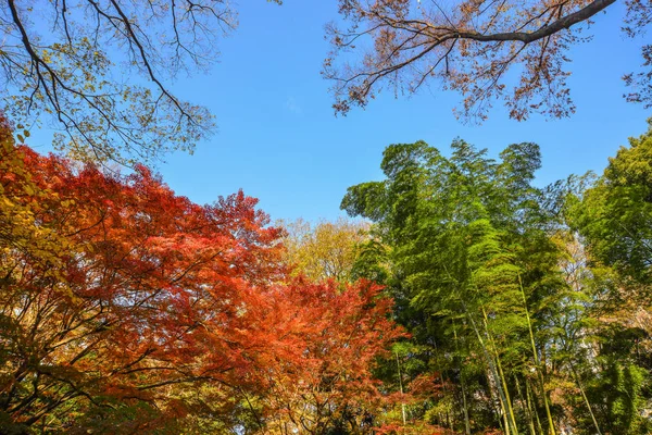 Herbstgarten in tokyo, japan — Stockfoto