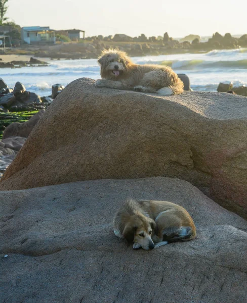 Собака лежит на скале с видом на океан — стоковое фото